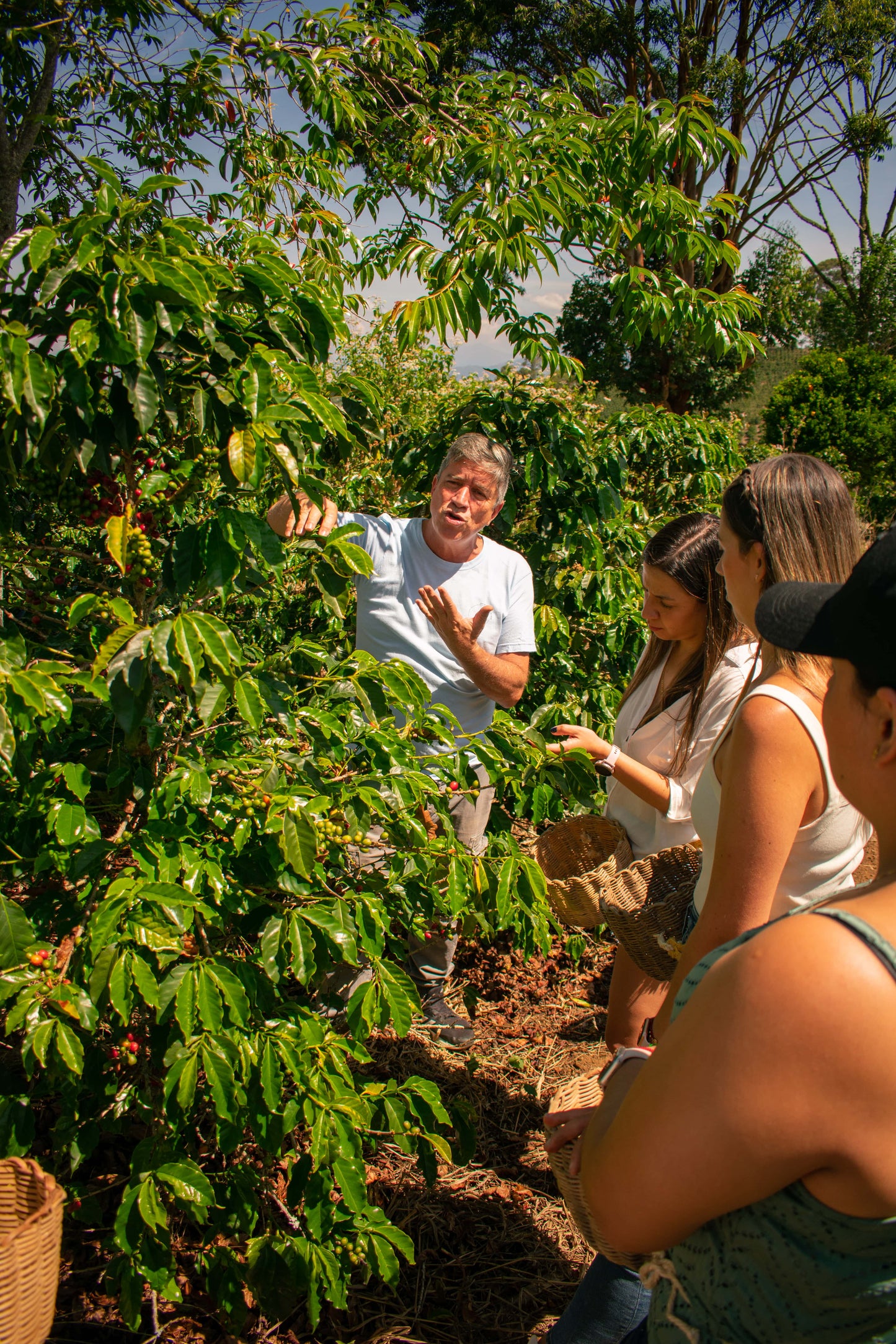 Tour del Café | Jericó